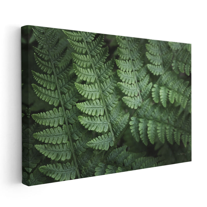 Lady Ferns IV - Canvas Print Wall Art