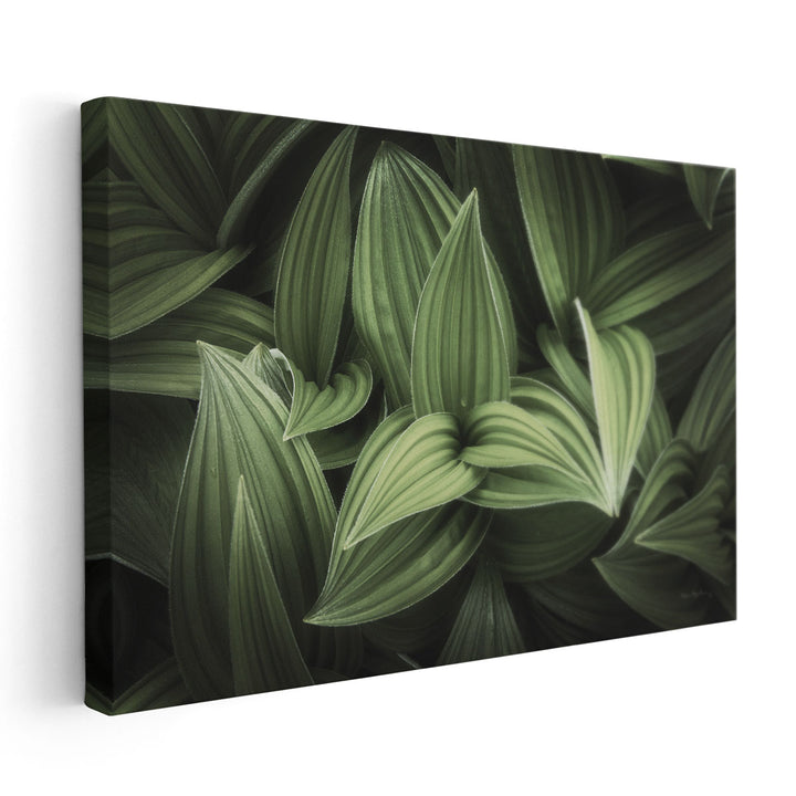 Corn Lily I - Canvas Print Wall Art