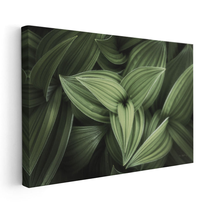 Corn Lily II - Canvas Print Wall Art