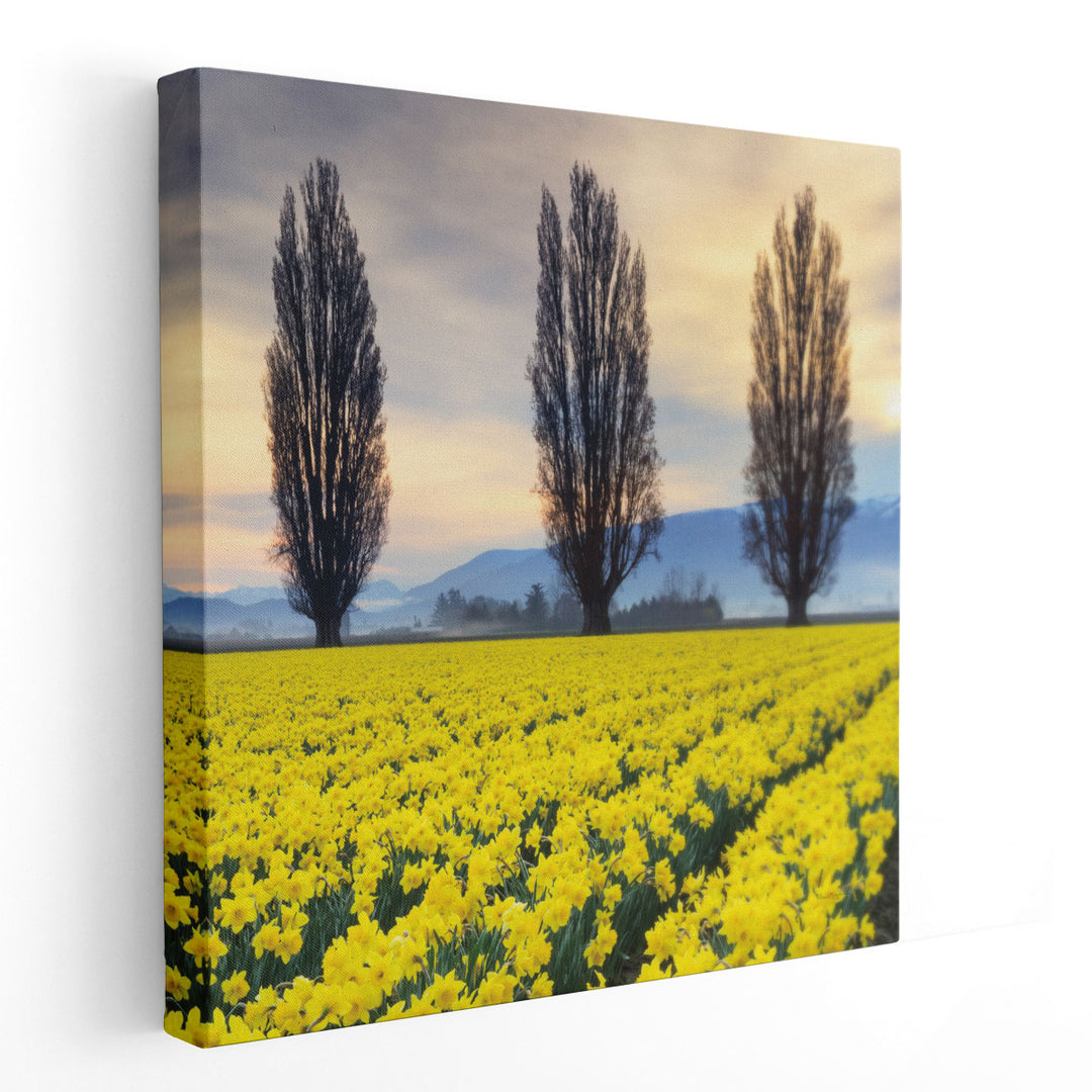 Skagit Valley Daffodils II - Canvas Print Wall Art