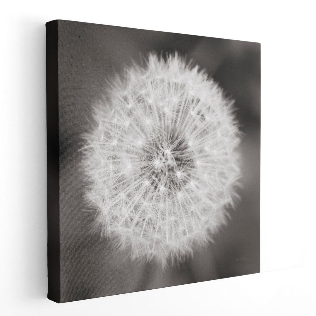 Dandelion Seedhead - Canvas Print Wall Art