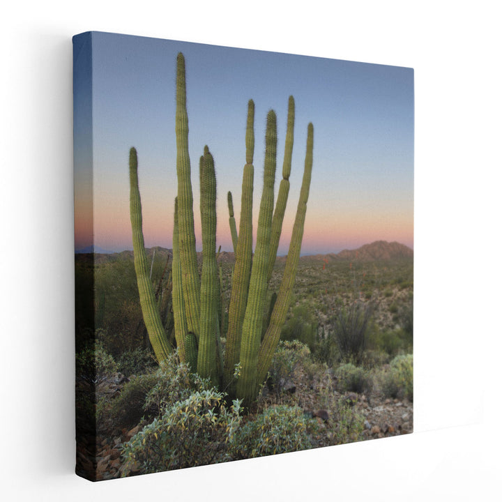 Organ Pipe Cactus at Dusk - Canvas Print Wall Art