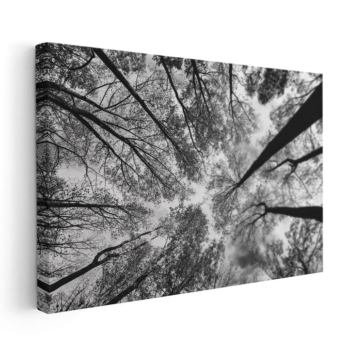 Looking Up I Black and White - Canvas Print Wall Art