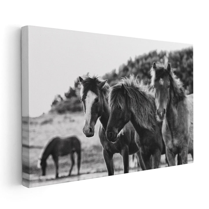 Horses Three - Canvas Print Wall Art