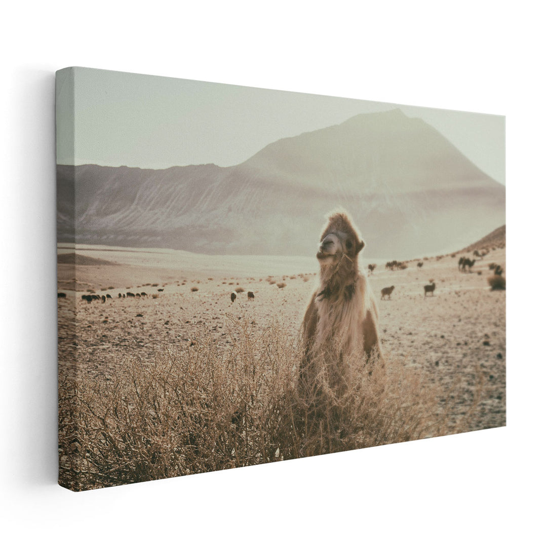 Desert Camel - Canvas Print Wall Art