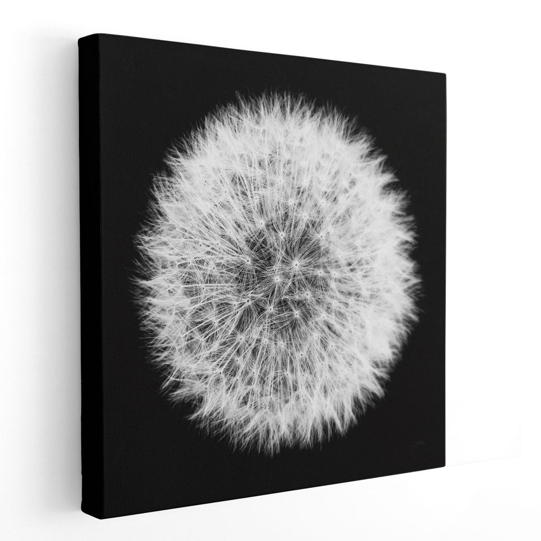 Dandelion on Black I - Canvas Print Wall Art