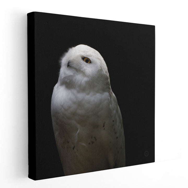 Snowy Owl Looks to the Sun Black and White - Canvas Print Wall Art