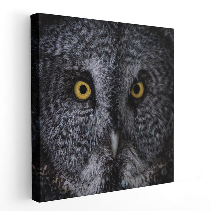 Great Grey Owl- Canvas Print Wall Art