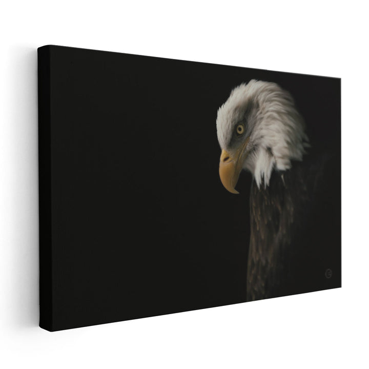 Eagle Bow Black and White - Canvas Print Wall Art