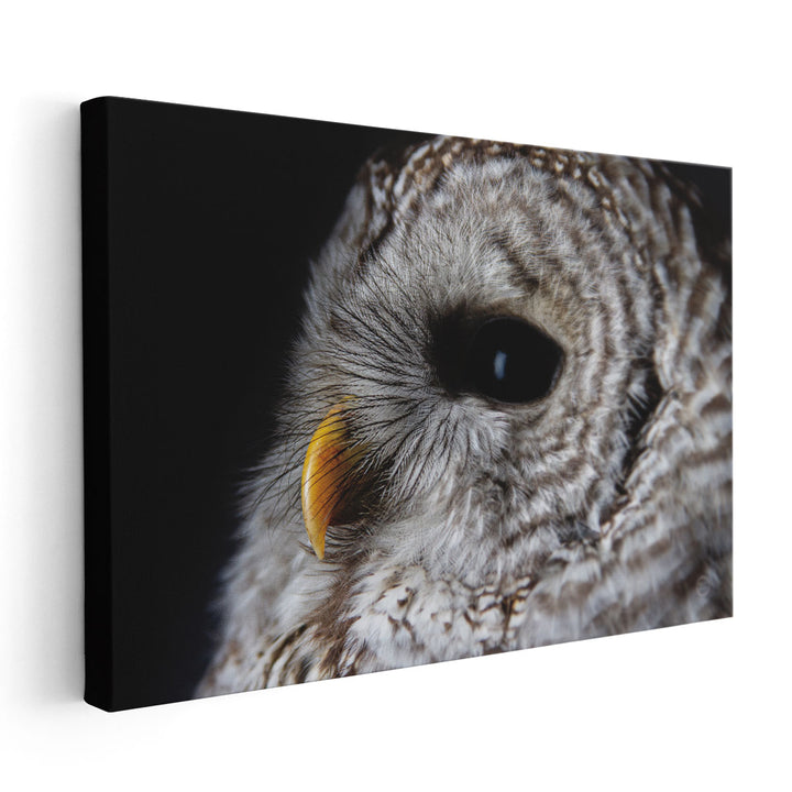 Barred Owl Portrait - Canvas Print Wall Art