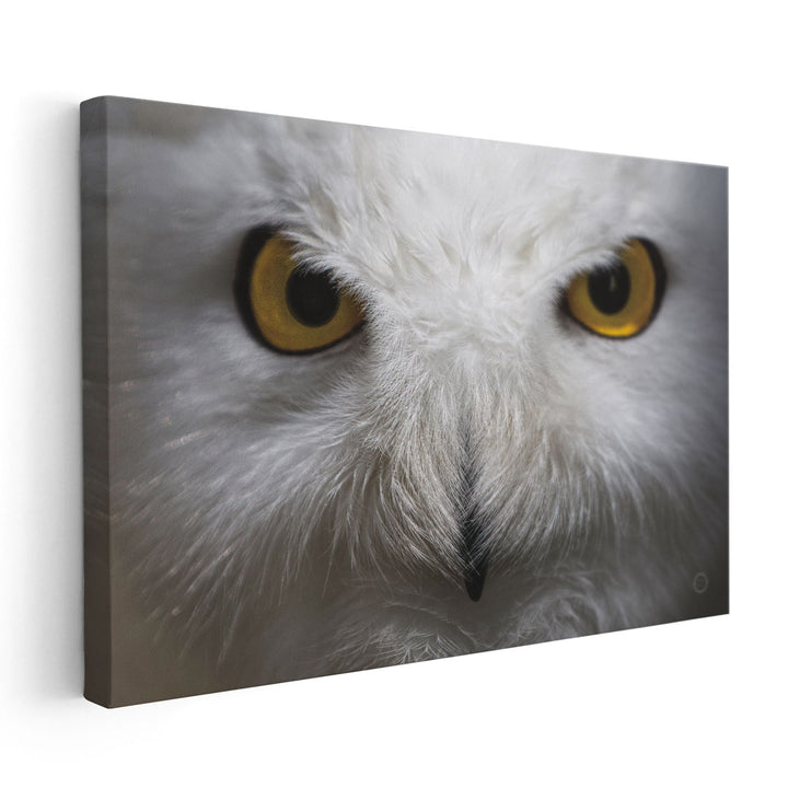 Snowy Owl Stare - Canvas Print Wall Art