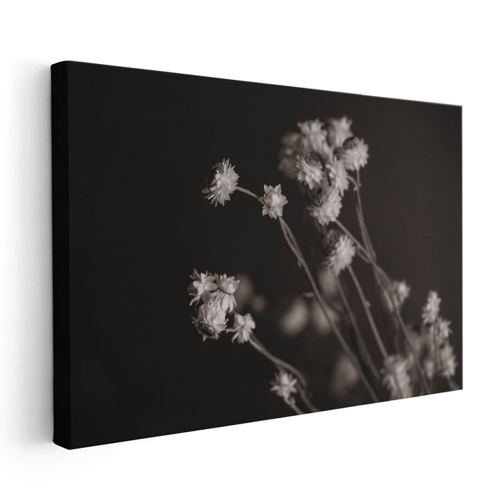 Daisy Study Black and White - Canvas Print Wall Art