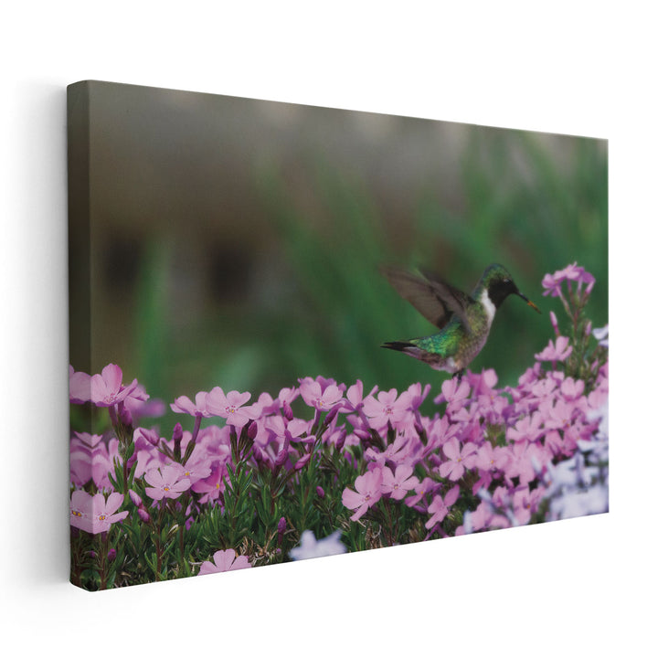 Spring Hummingbird - Canvas Print Wall Art