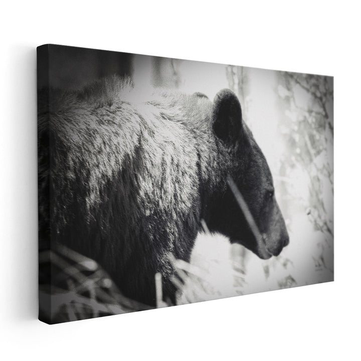 Bear Emerging Black and White - Canvas Print Wall Art