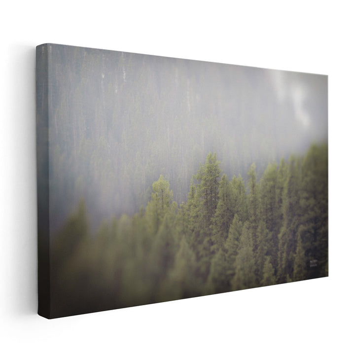 Northern Forests - Canvas Print Wall Art