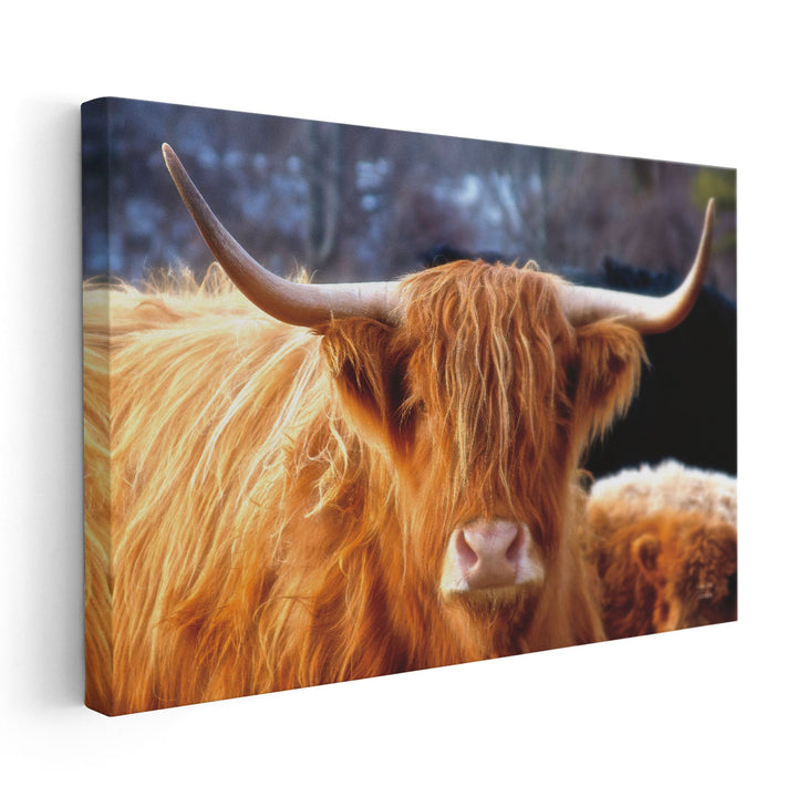 Highland Cow Sunshine - Canvas Print Wall Art