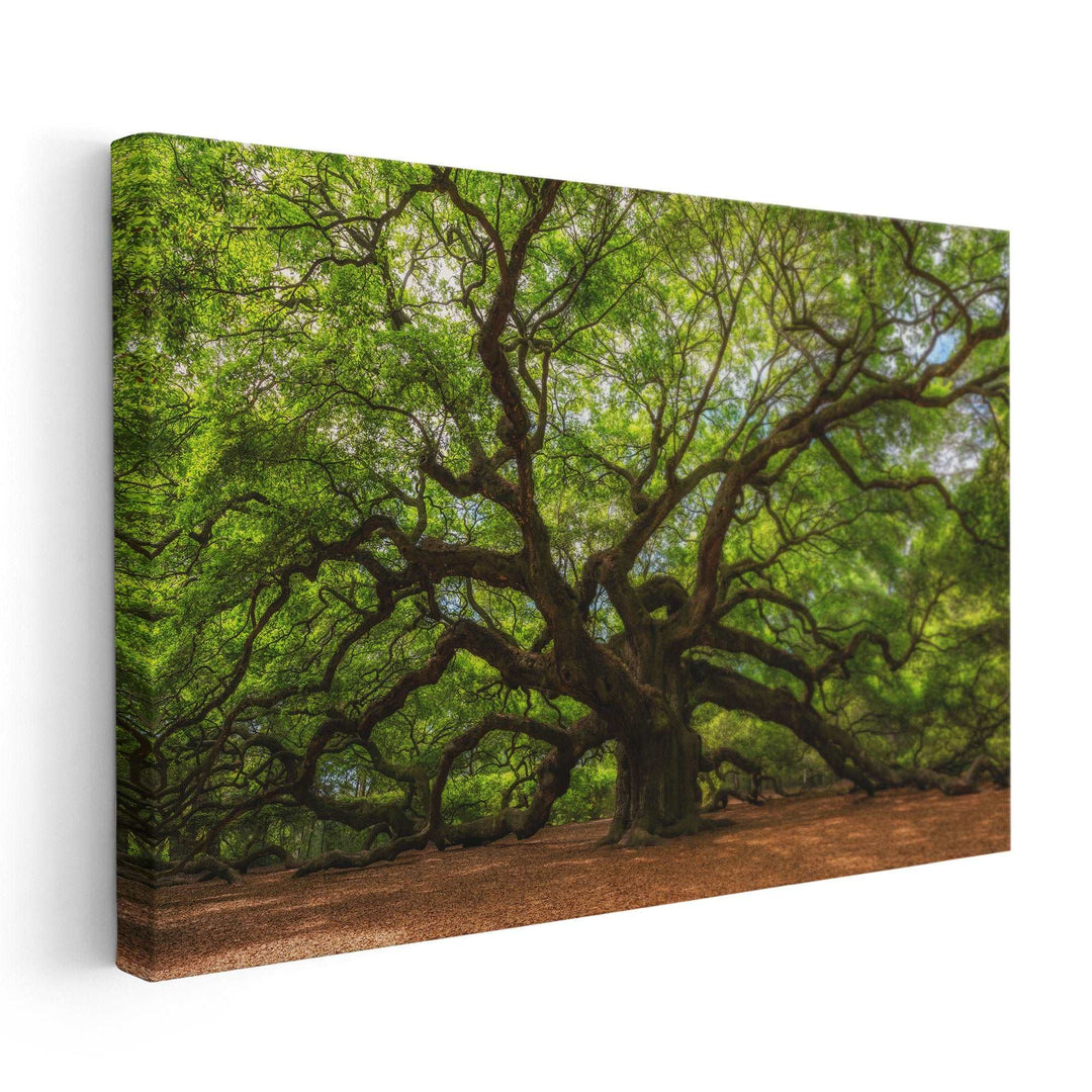 Angle Oak Tree in Johns Island, South Carolina - Canvas Print Wall Art