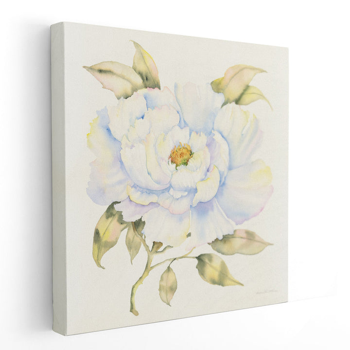 Peony - Canvas Print Wall Art