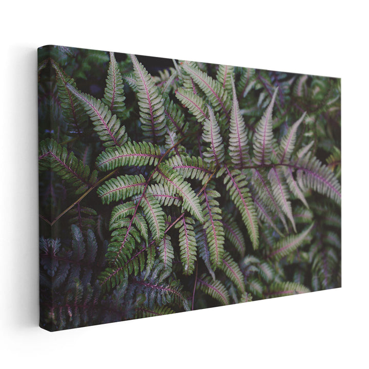 Funky Ferns IV - Canvas Print Wall Art