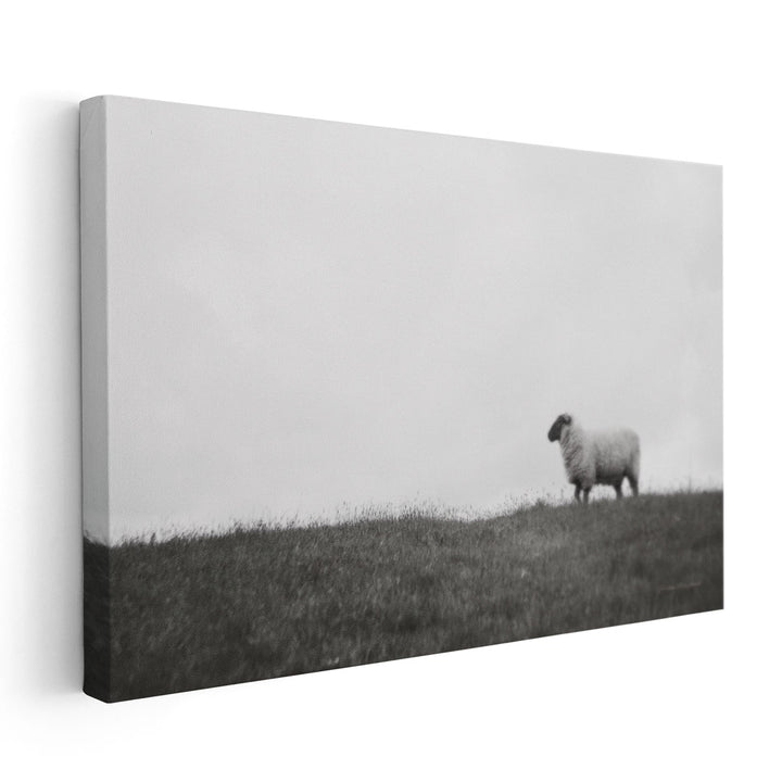 Islay Sheep II - Canvas Print Wall Art