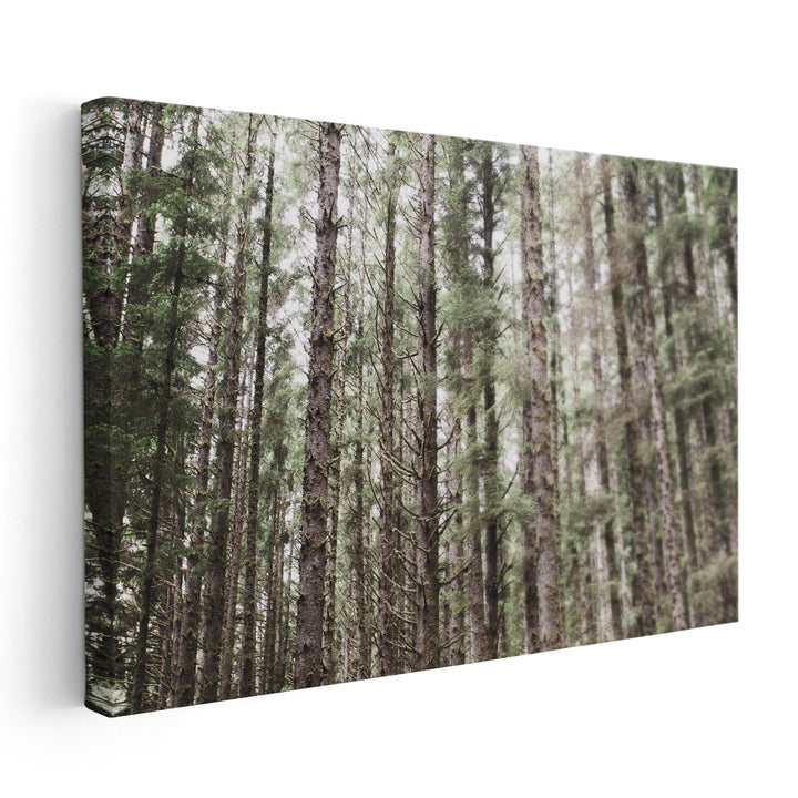 Mossy Pines - Canvas Print Wall Art