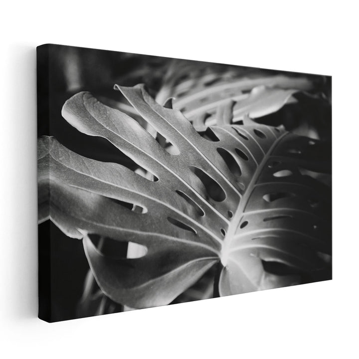 Philodendron Black and White - Canvas Print Wall Art