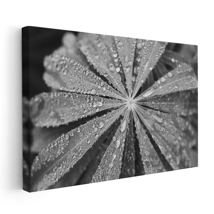 Raindrops on Lupine Black and White - Canvas Print Wall Art