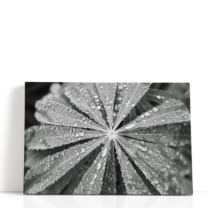 Raindrops on Lupine Black and White - Canvas Print Wall Art
