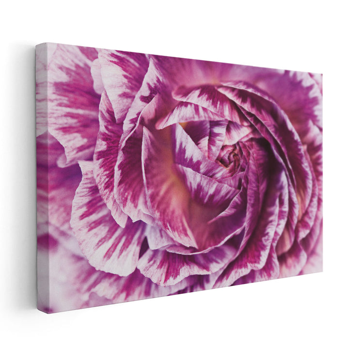 Ranunculus Abstract VI - Canvas Print Wall Art