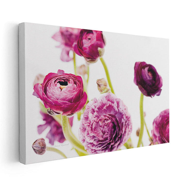 Spring Ranunculus IV - Canvas Print Wall Art