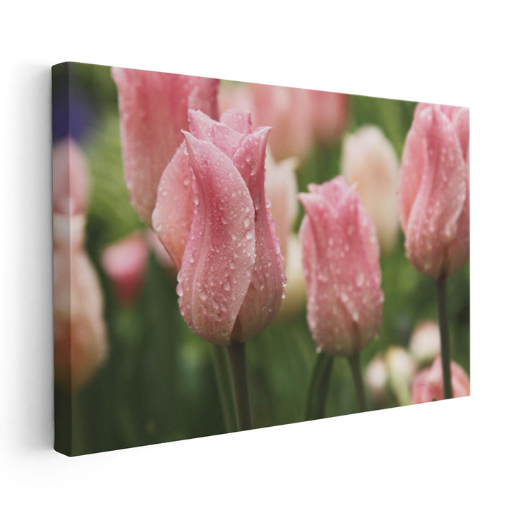 Tulips after the Rain - Canvas Print Wall Art