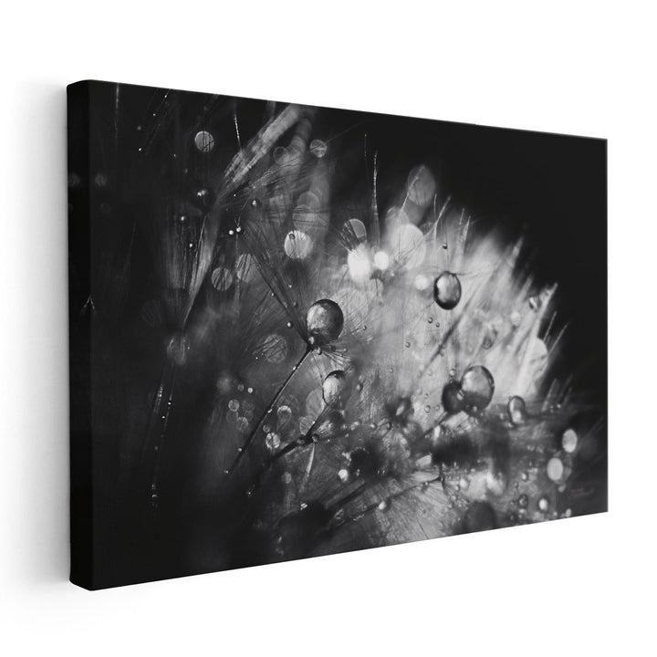 Dandelion Abstract I Black and White - Canvas Print Wall Art