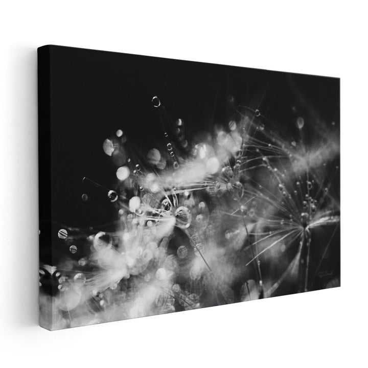 Dandelion Abstract II Black and White - Canvas Print Wall Art