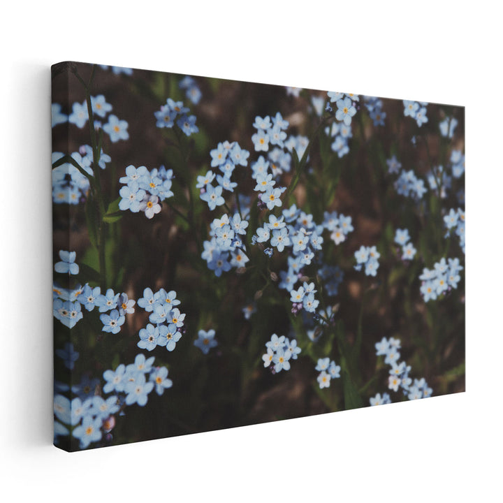 Forget Me Nots I - Canvas Print Wall Art