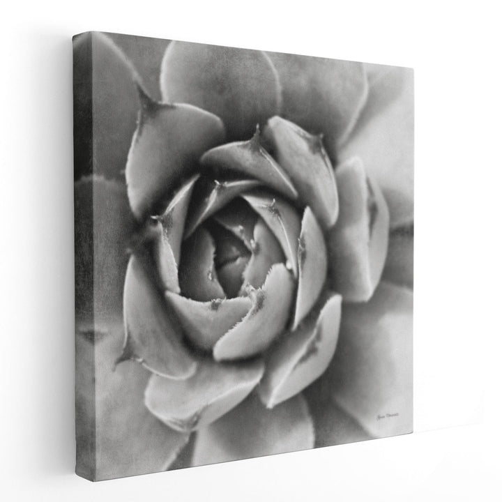 Garden Succulent II - Canvas Print Wall Art