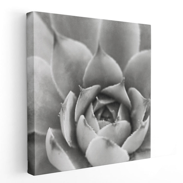 Garden Succulent III - Canvas Print Wall Art