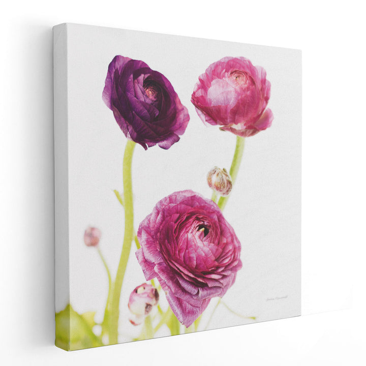 Spring Ranunculus I - Canvas Print Wall Art