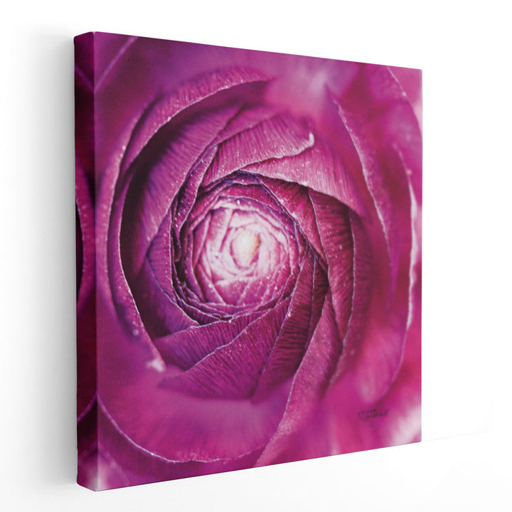 Ranunculus Abstract I - Canvas Print Wall Art