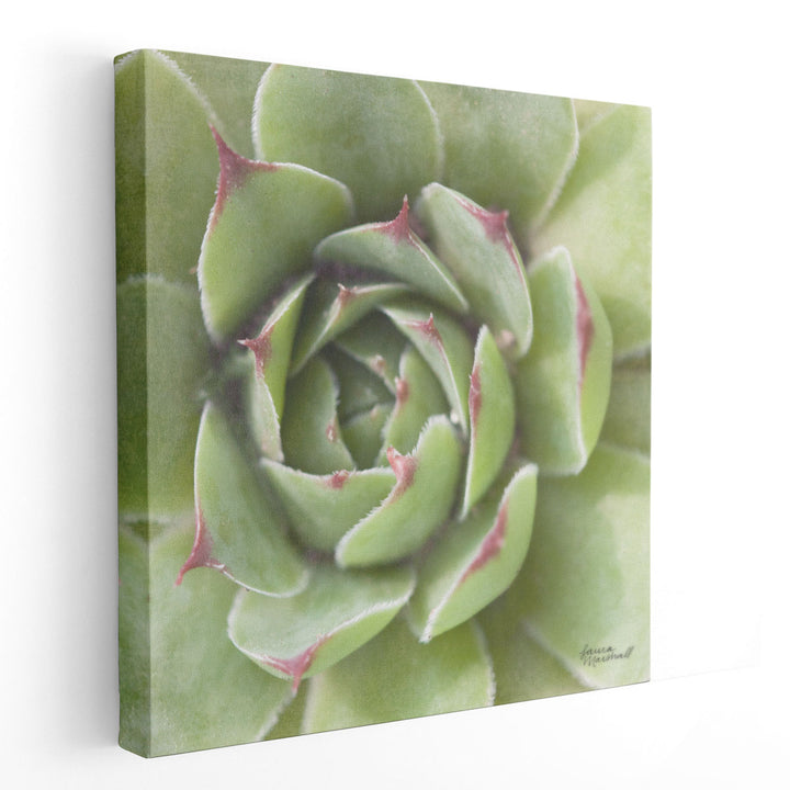 Succulents II - Canvas Print Wall Art