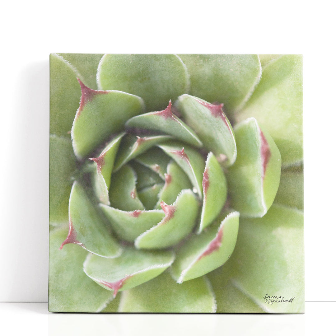 laura succulents Succulents II Canvas Print | Plant Photography