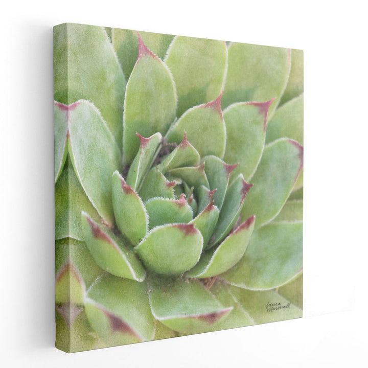 Garden Succulents IV - Canvas Print Wall Art