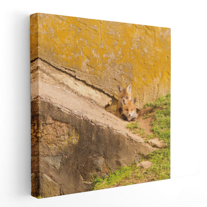 Fox Cubs II - Canvas Print Wall Art