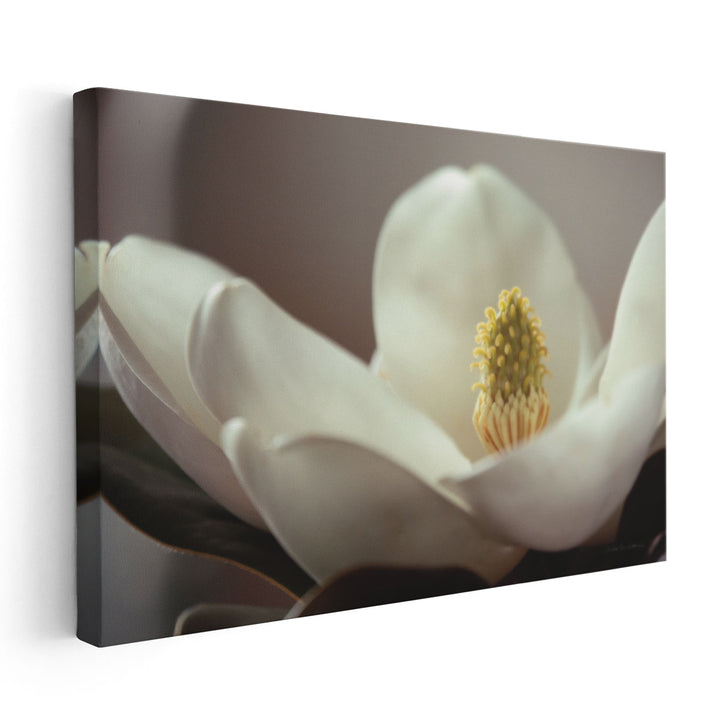 Magnolia Detail II - Canvas Print Wall Art