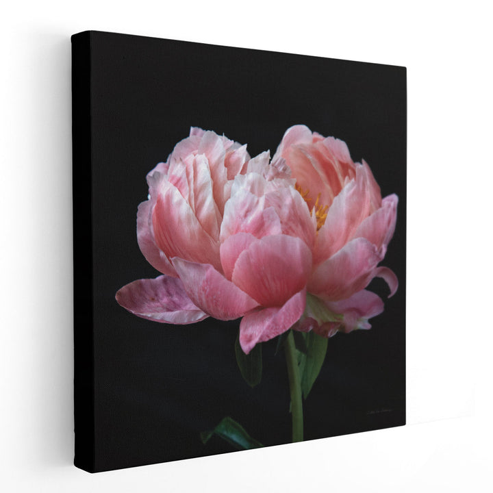 Coral Peonies IV - Canvas Print Wall Art