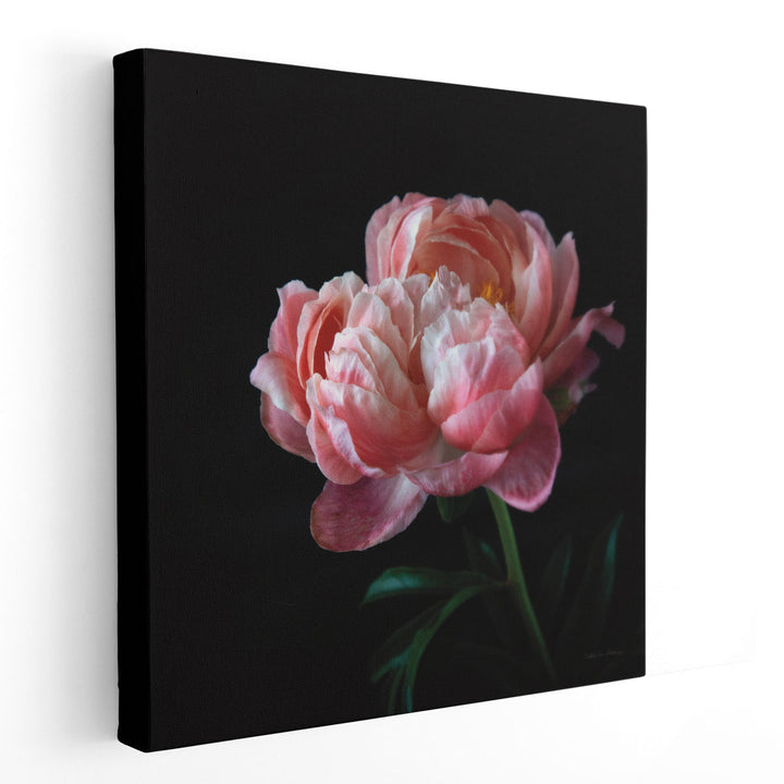 Coral Peonies V - Canvas Print Wall Art