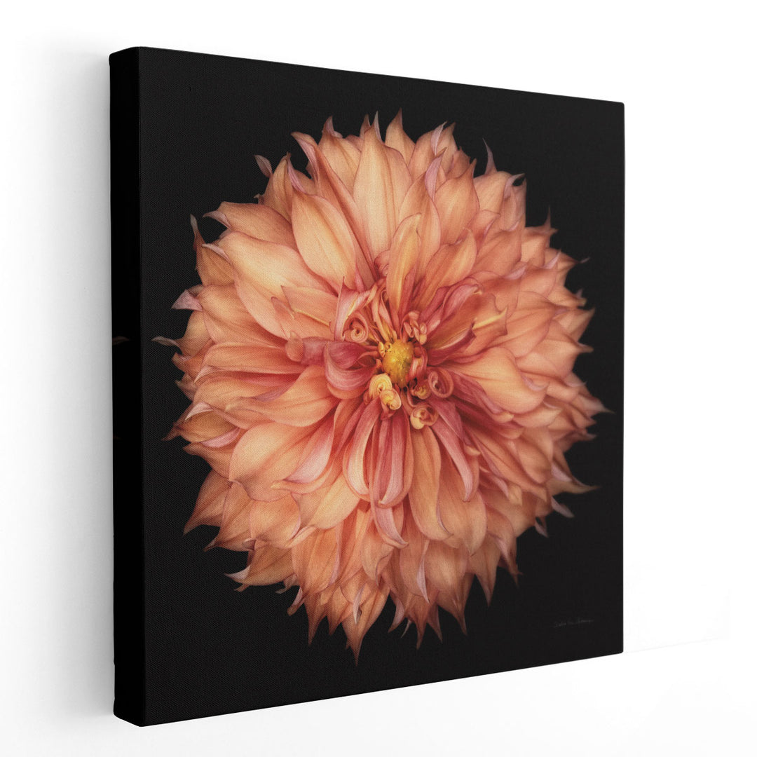 Dahlia I - Canvas Print Wall Art