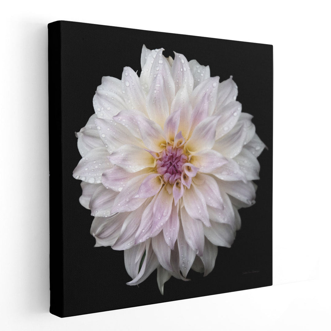 Dahlia IV - Canvas Print Wall Art