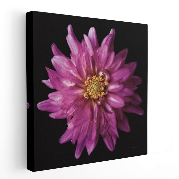 Dahlia V - Canvas Print Wall Art