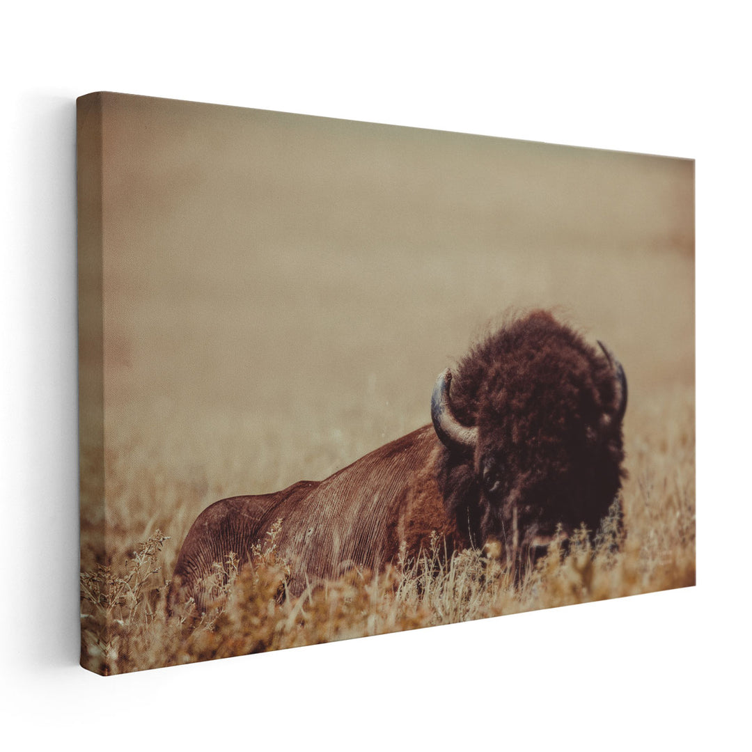 Tall Grass Bison II - Canvas Print Wall Art