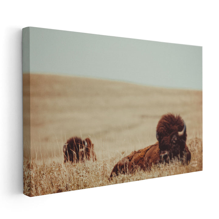 Tall Grass Bison - Canvas Print Wall Art